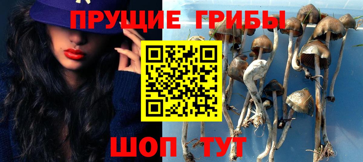 Королёв  Псилоцибиновые грибы ЛСД  Вход с VPN 